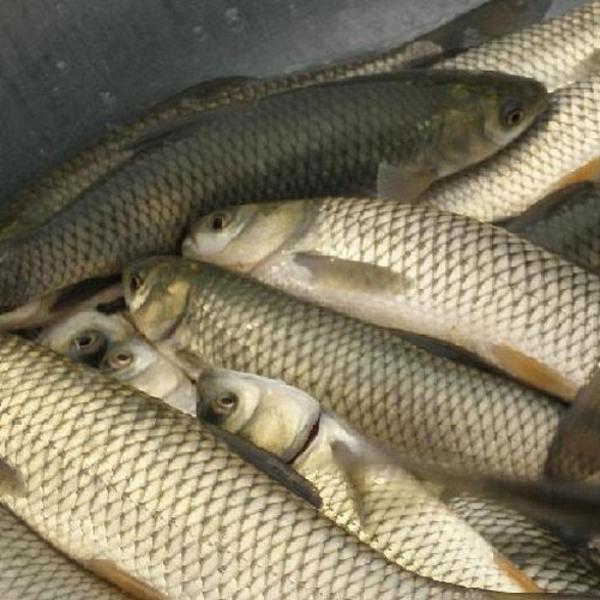 草魚配送